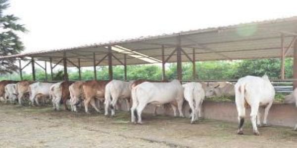 गो माता को ठंड से बचाएंगे स्पेशल इको-थर्मल कंबल