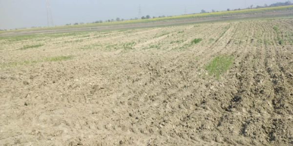 पलवल में आरक्षित वन से सरसों और गेहूं की अवैध बिजाई की गई नष्ट