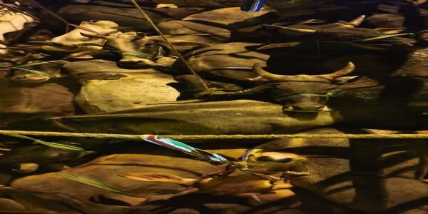 डीसीएम में ठूंसकर जा रहे 33 गोवंश बरामद, पुलिस मुठभेड़ में एक गोतस्कर घायल, दो गिरफ्तार