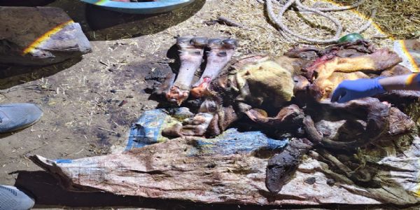 झाबुआ: जिले में फिर हुई गौहत्या की घटना, मामले में एक आरोपित गिरफ्तार