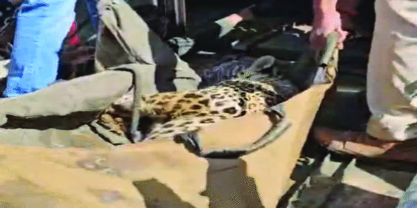 मंदसौरः रिहायशी इलाके के घर में घुसा तेंदुआ, वन विभाग ने 4 घंटे में किया रेस्क्यू