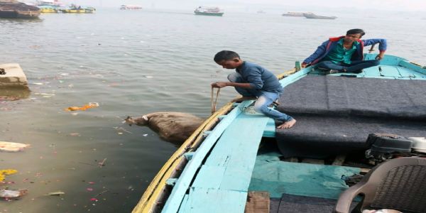 वाराणसी: बूंदी परकोटा से गोलाघाट तक हटाए गए गंगा किनारे पड़े मृत जानवर