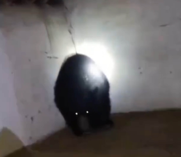 Seoni: Wild bear enters a mud house, rescued safely by forest department