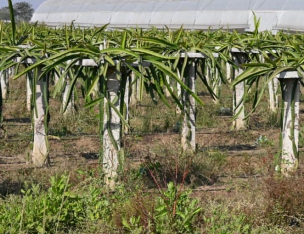 ग्राम बगाैद में हो रही ड्रेगन फ्रूट की खेती। ग्राम बगाैद में हो रही ड्रेगन फ्रूट की खेती।