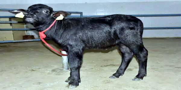 क्लोन झोटा ‘हिसार गौरव 2.0’ क्लोन झोटा ‘हिसार गौरव 2.0’