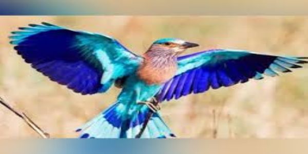 नीलकंठ नीलकंठ