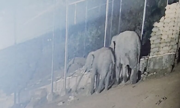 धान खरीदी केंद्र में हाथियों का झूंड धान खरीदी केंद्र में हाथियों का झूंड