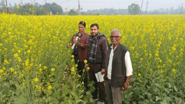 सरसो की फसल देखते कृषि अधिकारी सरसो की फसल देखते कृषि अधिकारी