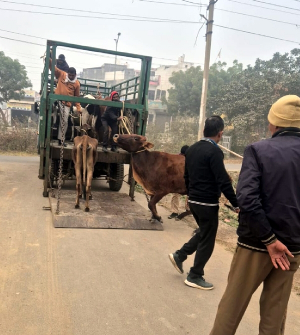 गौवंश को पकडक़र गौशालाएं ले जाती निगम की टीम गौवंश को पकडक़र गौशालाएं ले जाती निगम की टीम