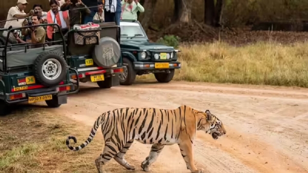 MP: Mobile phones are now completely banned in tiger reserves. MP: Mobile phones are now completely banned in tiger reserves.