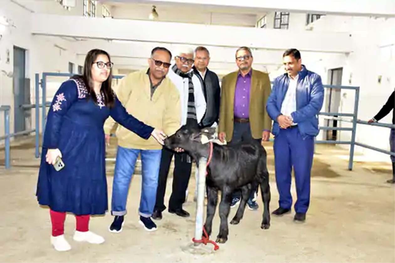 क्लोन झोटा ‘हिसार गौरव 2.0’ के साथ वैज्ञानिकों की टीम। क्लोन झोटा ‘हिसार गौरव 2.0’ के साथ वैज्ञानिकों की टीम।