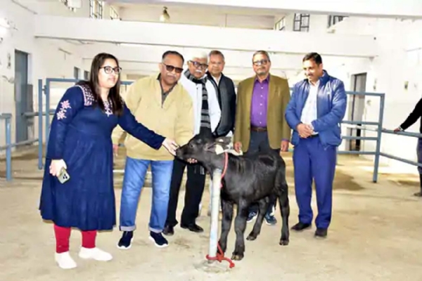 क्लोन झोटा ‘हिसार गौरव 2.0’ के साथ वैज्ञानिकों की टीम। क्लोन झोटा ‘हिसार गौरव 2.0’ के साथ वैज्ञानिकों की टीम।