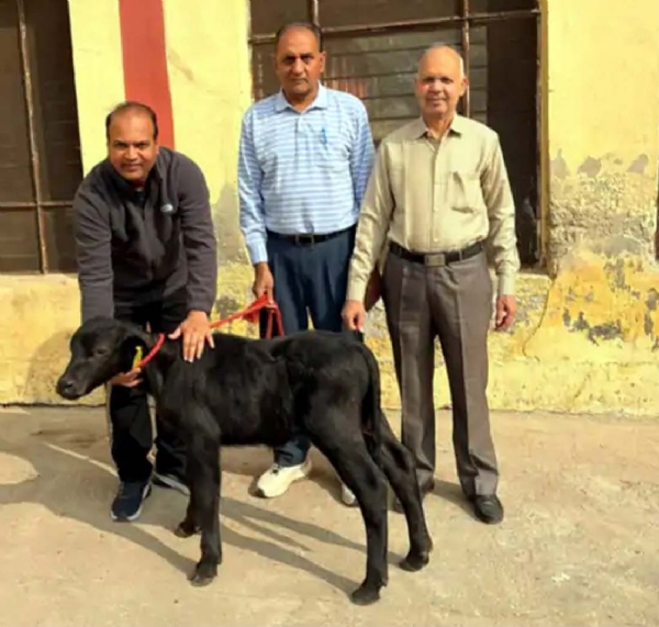 क्लोन झोटा ‘हिसार गौरव 2.0’ के साथ वैज्ञानिकों की टीम। क्लोन झोटा ‘हिसार गौरव 2.0’ के साथ वैज्ञानिकों की टीम।