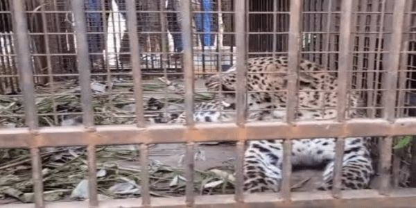 उप्र के बिजनौर में पिंजरे में कैद हुई मादा गुलदार, लेने नहीं आए अधिकारी ताे ग्रामीण खुद लेकर पहुंचे वन विभाग की नर्सरी