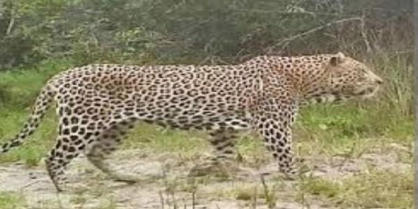 मुरादाबाद के गांव कूड़ामीरपुर में दिखाई दिया तेंदुआ, ग्रामीणों में दहशत