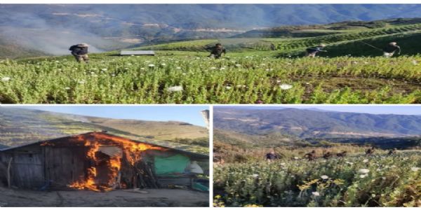 मणिपुर में सुरक्षा बलों ने 119 एकड़ में फैली अफीम की खेती नष्ट की