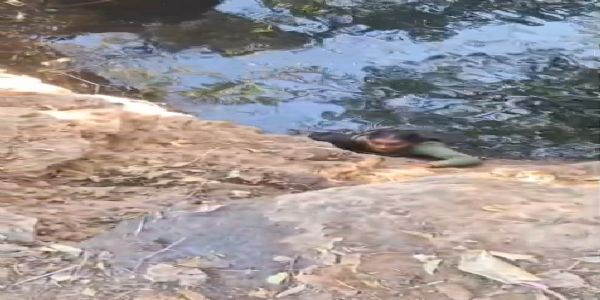 पत्नी ने कुल्हाड़ी से की पति की हत्या, कुएं में कूदी, ग्रामीणों ने सुरक्षित निकाल पुलिस को सौंपा