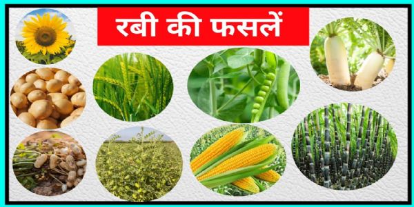 बेहतर जल प्रबंधन से बढेगी रबी फसलो की पैदावार:डा.अंशु गंगवार