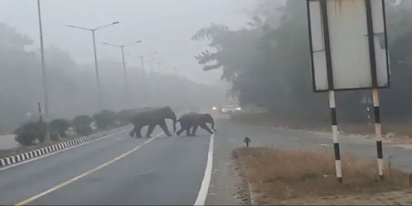 जंगल से निकलकर कर एनएच 33 पर पहुंचे हाथी, रुका गाड़ियों का पहिया