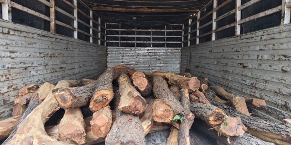 नवादा के बुढ़िया साख जंगल से लाखो की खैर लकड़ी जब्त, पांच गिरफ्तार