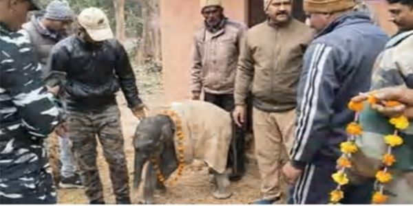 नन्हे गज को उचित पालन-पोषण के लिए भेजा गया पीलीभीत टाइगर रिजर्व फॉरेस्ट