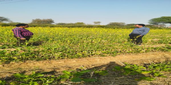 सरकारी प्रयास रंग लाया, धमतरी में दलहन–तिलहन खेती का विस्तार