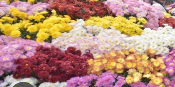 प्रयागराज में 27 दिसम्बर से दो दिवसीय पुष्प प्रदर्शनी