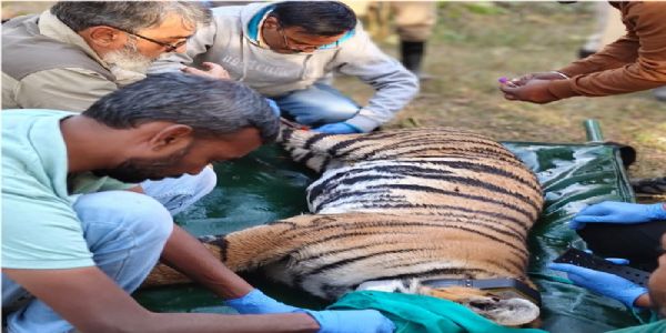 मप्र के पेंच से बाघिन का राजस्थान के रामगढ़ विषधारी टाइगर रिजर्व में सफल स्थानांतरण