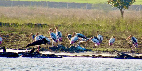 दक्षिण वन पन्ना संकटग्रस्त पेंटेड स्टॉर्क से गुलजार, दुर्लभ ब्लैक स्टॉर्क की भी मौजूदगी