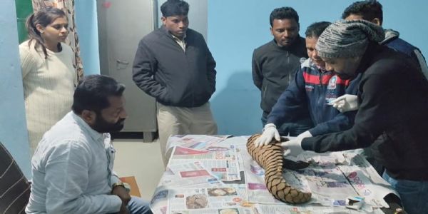 अंतर्राज्यीय पेंगोलिन तस्कर गिरोह का भंडाफोड़, एक जीवित पेंगोलिन बरामद