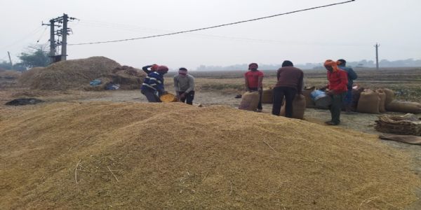 धान खरीद लक्ष्य में कटौती से किसान चिंतित