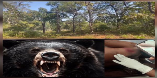 बीजापुर के जंगल में शिक्षादूत पर भालू ने किया हमला, उपचार जारी