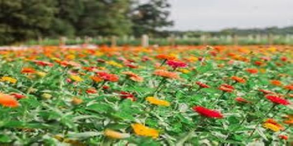 धमतरी में फूलों की खेती को मिलेगा नया आयाम