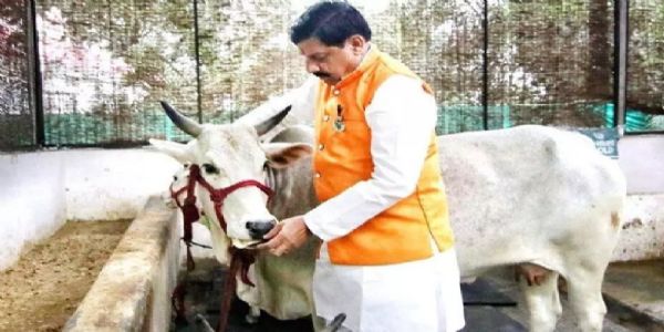 मप्र में दुग्ध उत्पादन में आत्मनिर्भरता की मजबूत नींव