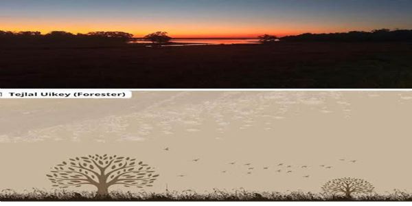 सिवनीः पेंच टाइगर रिजर्व में गोधूलि बेला का मनमोहक दृश्य कैमरे में कैद