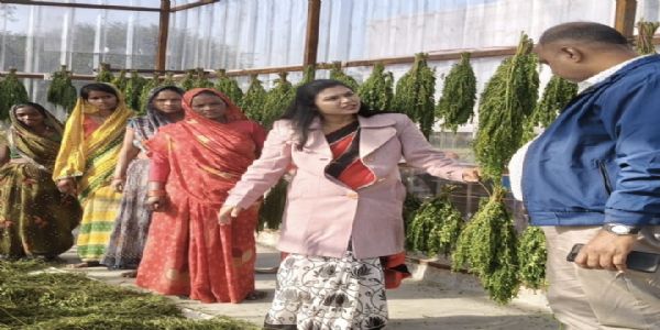 मोरिंगा से आत्मनिर्भर बन रहीं यूपी की ग्रामीण महिलाएं