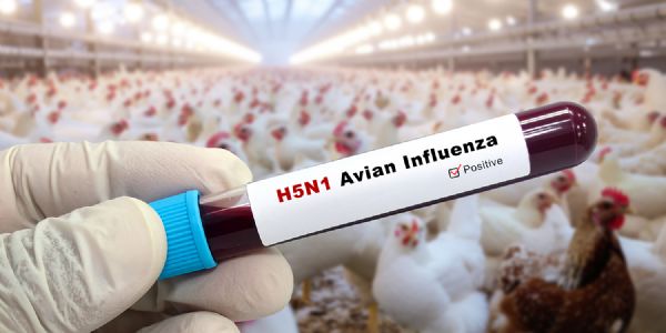 एवियन इन्फ्लूएंजा (H5N1) से संबंधित तस्वीर