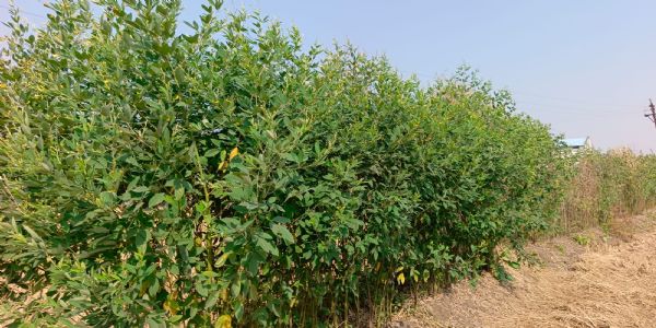 धमतरी : फसल चक्र परिवर्तन अभियान से बढ़ रहा दलहन–तिलहन का रकबा