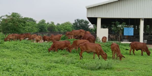 उच्च आनुवंशिक क्षमता वाली साहीवाल नस्ल के संरक्षण में बीएचयू की बड़ी उपलब्धि