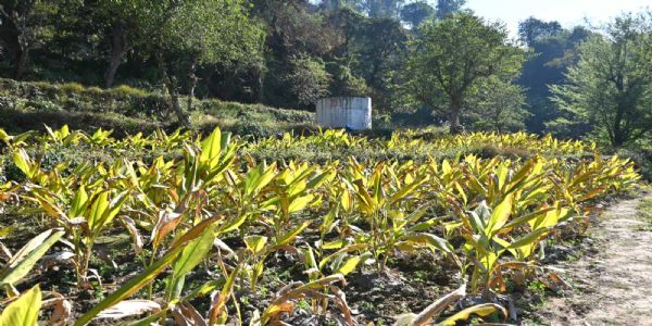 प्राकृतिक खेती से बढ़ी किसानों की आय, हल्दी की फसल से मिल रहा आर्थिक संबल