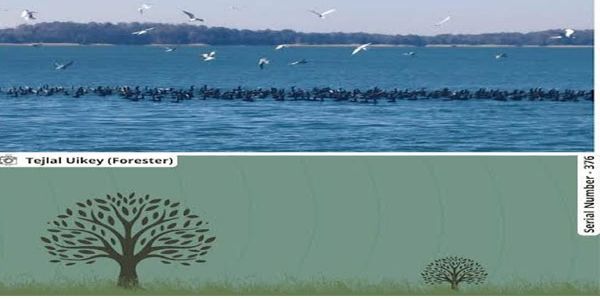 सिवनीः पेंच जलाशय में पक्षियों का दुर्लभ संगम, रिवर टर्न और कार्मोरेंट का मनोहारी दृश्य