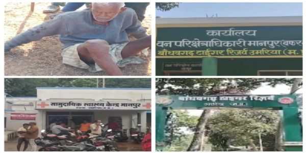 उमरिया : शौच के लिए गए वृद्ध पर बाघ ने किया हमला, गम्भीर घायल