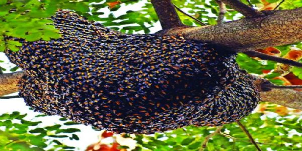 कोरबा : मधुमक्खियों ने दुकानदारों को भागने किया मजबूर