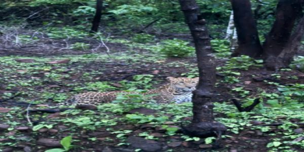 जंगल कटाई पर डॉ प्रशांत के पत्र से सीएम ने वन विभाग को तलब किया