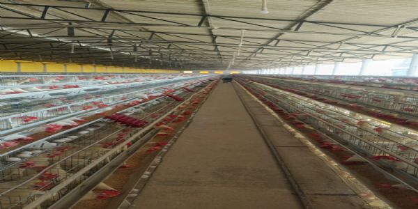 योगी सरकार की महत्वाकांक्षी योजना से पशुपालन और रोजगार की दिशा में बड़ा बदलाव