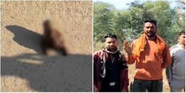 भोपाल में बछिया का कटा सिर मिलने से हंगामा, भवानी संगठन ने जताया विरोध, जांच में जुटी पुलिस