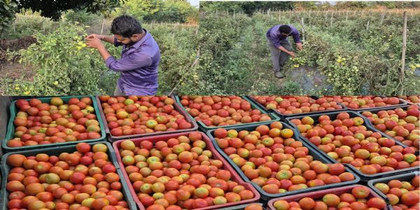 छत्तीसगढ़ के बलौदाबाजार-भाटापारा ज़िले के युवराज साहू ग्राफ्टेड टमाटर की खेती से कमा रहे लाखाें रुपये