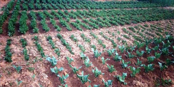 बलरामपुर : मनरेगा से बदली रामदास की तक़दीर, सिंचाई सुविधा ने बनाया आत्मनिर्भर किसान