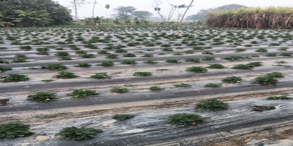 जौनपुर के किसानों ने स्ट्राबेरी की खेती से की लाखों की आमदनी