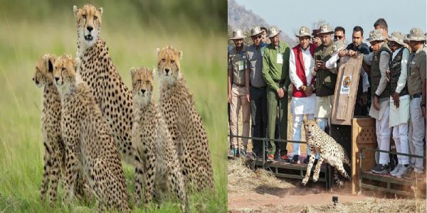 वार्ष‍िकी 2025 : मध्य प्रदेश में चीते की वापसी ने लिखी वन संरक्षण की नई कहानी